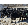 Image 4 : GDS Enterprises Ltd. - 860# February Delivery Steers - 128 Head (Burstall, SK)