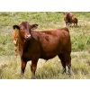 Image 3 : Wilson Grande Coulee Ranch - 650# Sept/Oct Delivery Steer Calves - 52 Head (East Coulee, AB) VBP+