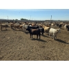 Image 5 : Driland Feeders - 910# June Delivery Heifers - 270 Head (Burdett, AB)