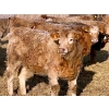 Image 12 : Darcy, Colton & Blake Reinhardt - 850# February Delivery Heifers - 145 Head (Redland, AB)