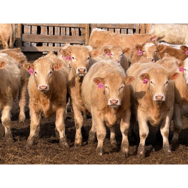 Rob Mossey - 910# April Delivery Steers - 68 Head (Vauxhall, AB)
