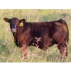 Image 2 : Storle Farms Ltd. - 540# October Delivery Steer Calves - 20 Head (Lake Alma, SK)