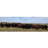 Image 5 : McDougald Ranch Ltd. - 890# September Delivery Grass Steers - 165 Head (Maple Creek, SK)