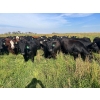 Image 7 : Jay Be Acres Ltd. - 910# September Delivery Grass Heifers - 67 Head (Deloraine, MB)