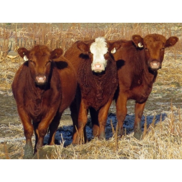 Jeff & Bonnie Resch - 920# November Grass Heifers - 67 Head (Leader, SK)