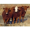 Image 1 : Jeff & Bonnie Resch - 920# November Grass Heifers - 67 Head (Leader, SK)