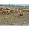 Image 4 : Bauer Ranching - 910# February Delivery Steers - 205 Head (Hilda, AB)
