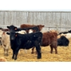 Image 6 : JDC AG - 850# June/July Delivery Heifers - 140 Head (Yorkton, SK)