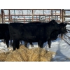Image 2 : Joe Guze - 3 Heifers (Pen 150)
