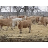 Image 8 : Vossepoel Cattle Co. - 630# December Delivery Weaned Heifers - 250 Head (Tilley, AB)