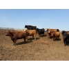 Image 9 : Greg Trewin - 1025# October Delivery Heifers - 122 Head (Coulter, MB)
