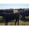 Image 8 : AJS Ranch - 760# October Delivery Steer Calves - 82 Head (Botha, AB)