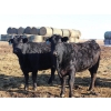 Image 5 : Black Powder Cattle Company - 43 Angus X Simm Sept/Oct Calving Young Bred Cows (Oxbow, SK)