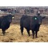 Image 8 : G & B Farms - 935# April Delivery Steers - 64 Head (Deloraine, MB) VBP+