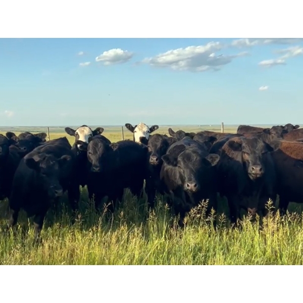 Cross Bar Ranch - 850# September Delivery Grass Heifers - 70 Head (Castor, AB)