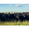 Cross Bar Ranch - 850# September Delivery Grass Heifers - 70 Head (Castor, AB)