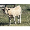 Image 11 : Bar 33 Ranch - 540# November Heifer Calves - 80 Head (Strathmore, AB)
