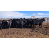 Image 2 : Fahey Cattle Co. - 13 Black Simm X Bred Heifers (Big Valley, AB) 