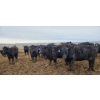 Image 4 : Cattlewood Farms Ltd. - 820# March Delivery Heifers - 105 Head (Stirling, AB)