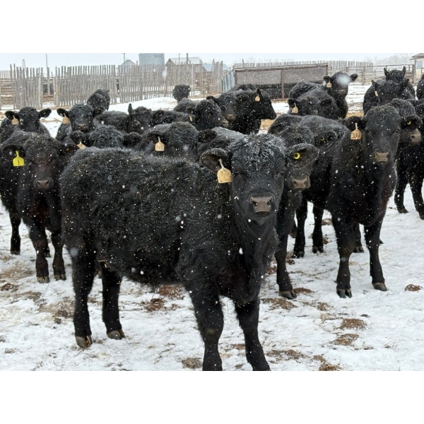 Chris, Debbie & Dwayne Wimmer - 710# March Delivery Steers - 90 Head (Lundar, MB)
