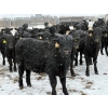 Image 1 : Chris, Debbie & Dwayne Wimmer - 710# March Delivery Steers - 90 Head (Lundar, MB)