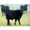 Image 4 : Leon Torkelson - 840# February Weaned Steers - 75 Head (Millicent, AB)