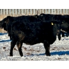 Image 2 : East Hilltop Holdings - 770# January Weaned Heifers - 80 Head (Carstairs, AB)