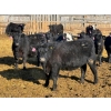 Image 7 : Rob Mossey - 925# March Delivery Steers - 67 Head (Vauxhall, AB)