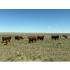 Image 4 : J-J Ranching - 43 Red/RBF 1st Calf Pairs (Manyberries, AB)