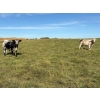 Image 8 : Reilly Lake Ranching - 970# September Delivery Grass Steers - 65 Head (Lloydminster, AB)