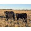Image 3 : Jordan & Kelli Hoopfer - 660# November Delivery Steer Calves - 90 Head (Gadsby, AB)