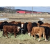 Image 2 : Mullin Ranch - 960# October Delivery Grass Steers - 60 Head (Logan Lake, BC)