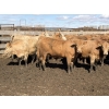 Image 8 : Williamson Farms - 922# April Delivery Heifers - 250 Head (Bow City, AB)