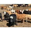 Image 4 : Hawkins Family Farm - 950# May Delivery Heifers - 185 Head (Shamrock, SK)