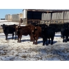 Image 4 : Dwayne Nicolay - 720# February Delivery Steers - 86 Head (Rocky Mountain House, AB)