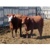 Image 6 : Mebs Ranch - 850# May Delivery Heifers - 36 Head (Broadview, SK) VBP+