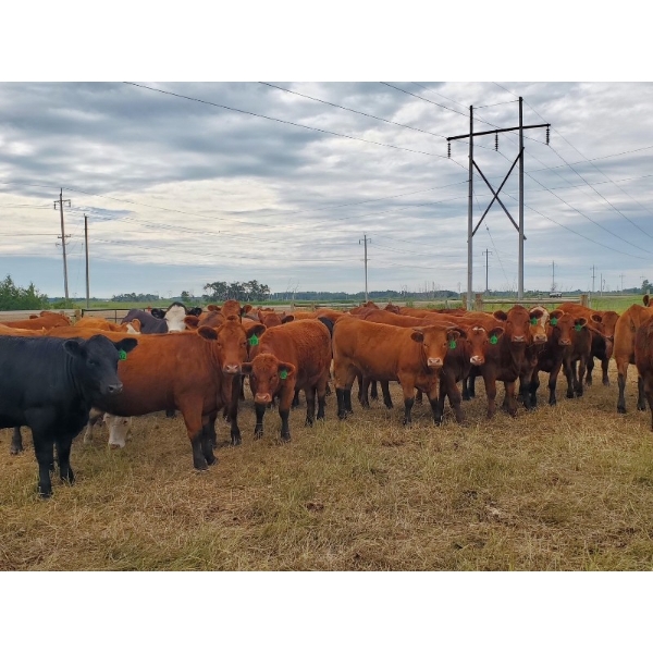 Tyton Farms Ltd. - 960# September Delivery Grass Heifers - 65 Head (Birtle, MB) VBP+