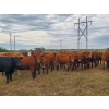 Image 1 : Tyton Farms Ltd. - 960# September Delivery Grass Heifers - 65 Head (Birtle, MB) VBP+