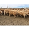 Image 9 : Williamson Farms - 925# February Delivery Heifers - 292 Head (Bow City, AB)