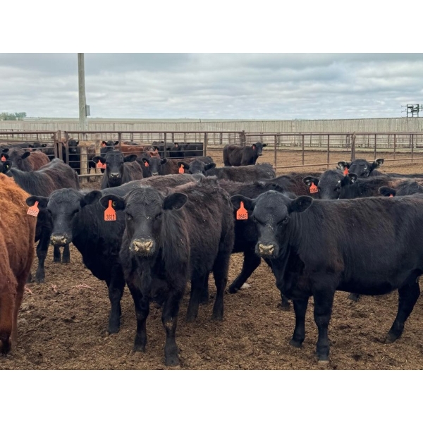 Kelsey Porter Inc. - 740# May Delivery Heifers - 80 Head (Burdett, AB)