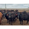 Image 1 : Kelsey Porter Inc. - 740# May Delivery Heifers - 80 Head (Burdett, AB)