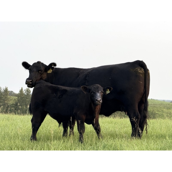 Darren & Tamara Schultz - 670# October Delivery Steer Calves - 90 Head (Bashaw, AB)