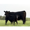 Image 1 : Darren & Tamara Schultz - 670# October Delivery Steer Calves - 90 Head (Bashaw, AB)