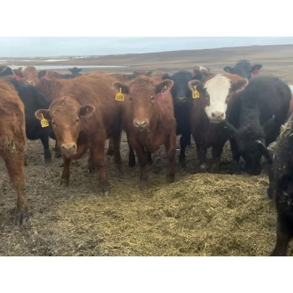 Fox Cattle Co. - 950# September Delivery Grass Heifers - 130 Head (Foam Lake, SK)
