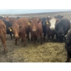 Image 1 : Fox Cattle Co. - 950# September Delivery Grass Heifers - 130 Head (Foam Lake, SK)