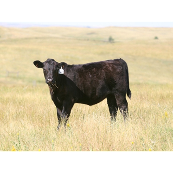 Tica Holdings Ltd. - 525# Nov/Dec Delivery Heifer Calves - 80 Head (Radville, SK)