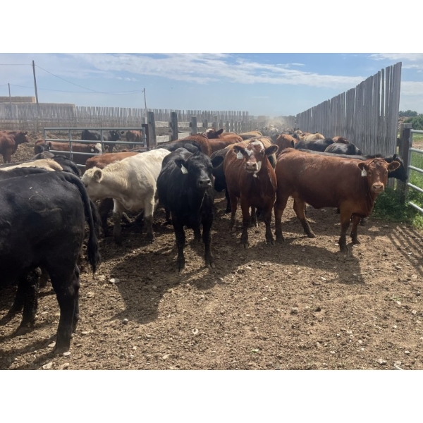 Westview Feeders - 890# July Delivery Heifers - 130 Head (Monarch, AB)