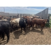 Image 1 : Westview Feeders - 890# July Delivery Heifers - 130 Head (Monarch, AB)