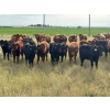 Image 2 : JR Cattle Company Ltd. - 510# October Delivery Heifer Calves - 30 Head (Fort Macleod, AB)