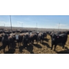 Image 12 : Cattlewood Farms Ltd. - 830# April Delivery Heifers - 70 Head (Vauxhall, AB)